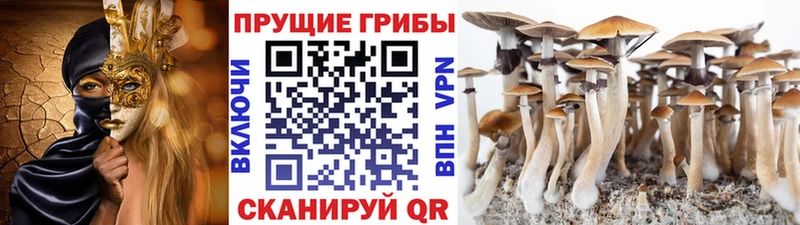 KRAKEN ONION  Нея  Псилоцибиновые грибы Psilocybine cubensis 